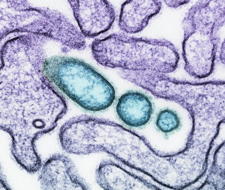 a close up of an animal cell with blue cells