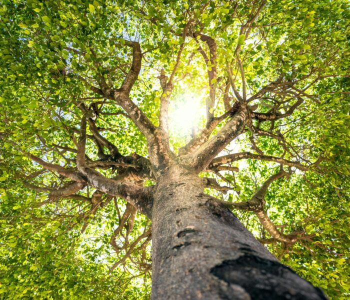 a tree with many branches