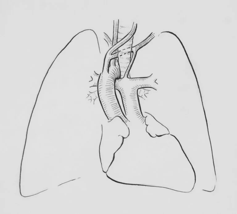 a drawing of a lung in a white background